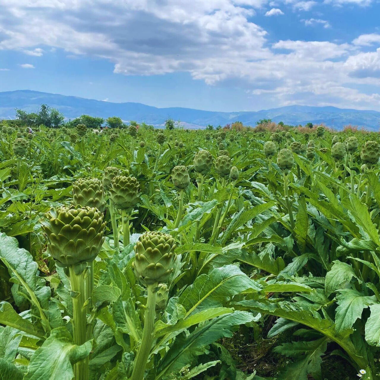 Enginarın Faydaları Nelerdir? Enginar Nasıl Tüketmeliyiz?
