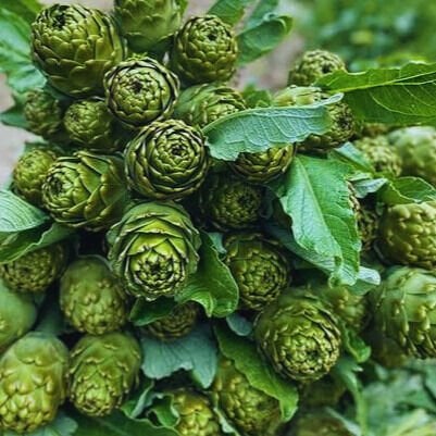 Enginar nedir? Enginar türleri nelerdir? Enginar nerelerde üretilir?