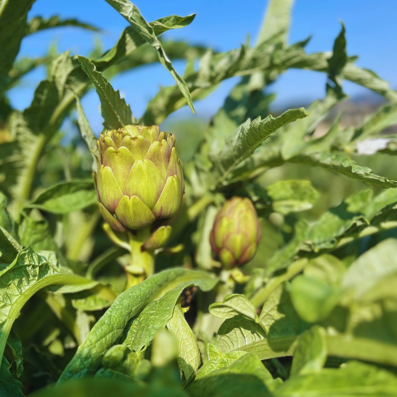 Enginar Hakkında Bilmeniz Gereken Her Şey – Faydaları, Kullanımı ve Enginarcı Faruk Farkı
