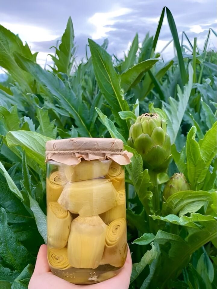 Kalp Enginar Konservesi (660 cc) – Sakız Cinsi Kılçıksız