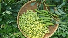 Taze İç Bakla [ 500 gram ] Vakumlu