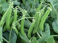 Taze İç Bezelye [ 500 gram ] Vakumlu