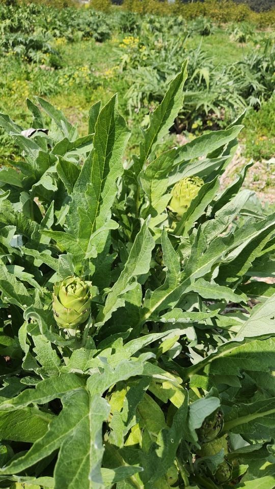 Dalından Taze Dolmalık Enginar (Yapraklı)