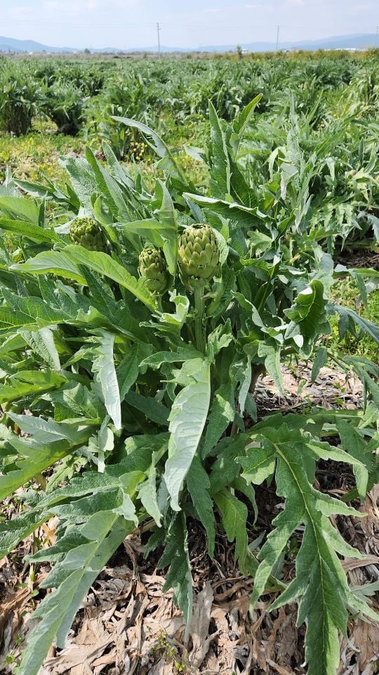 Dalından Taze Dolmalık Enginar (Yapraklı)