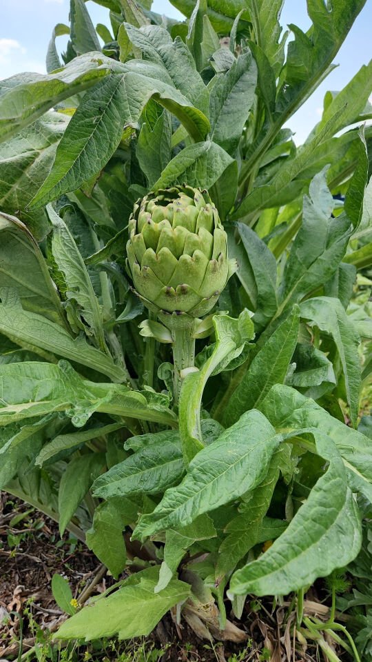 Dalından Taze Dolmalık Enginar (Yapraklı)