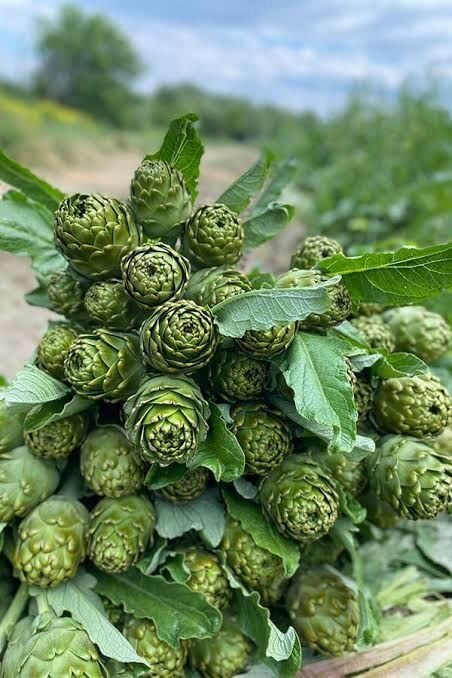 Dalından Taze Dolmalık Enginar (Yapraklı)