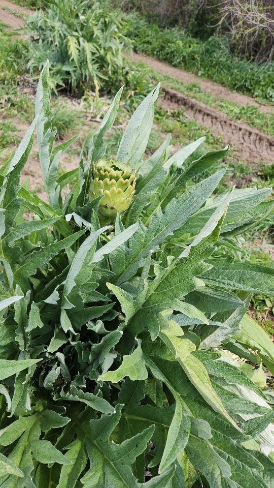 Dalından Taze Dolmalık Enginar (Yapraklı)