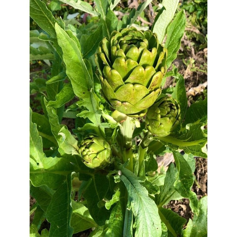 Dalından Taze Dolmalık Enginar (Yapraklı)