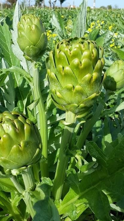 Dalından Taze Dolmalık Enginar (Yapraklı)