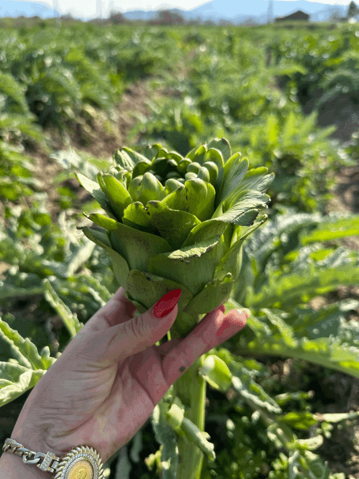 Dalından Taze Dolmalık Enginar (Yapraklı)