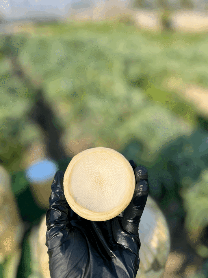 Taze Çanak Enginar ( Günlük soyum)