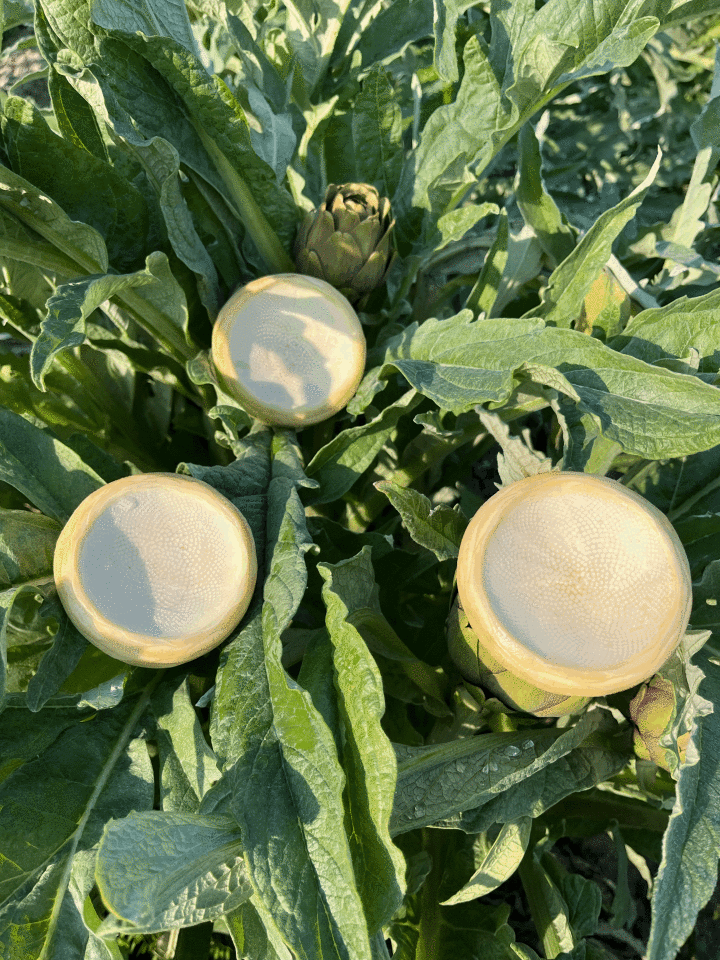 Taze Çanak Enginar ( Günlük soyum)