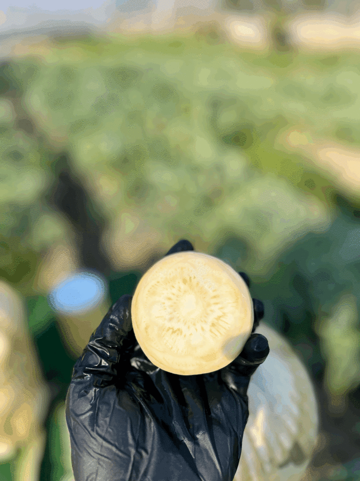 Taze Çanak Enginar ( Günlük soyum)