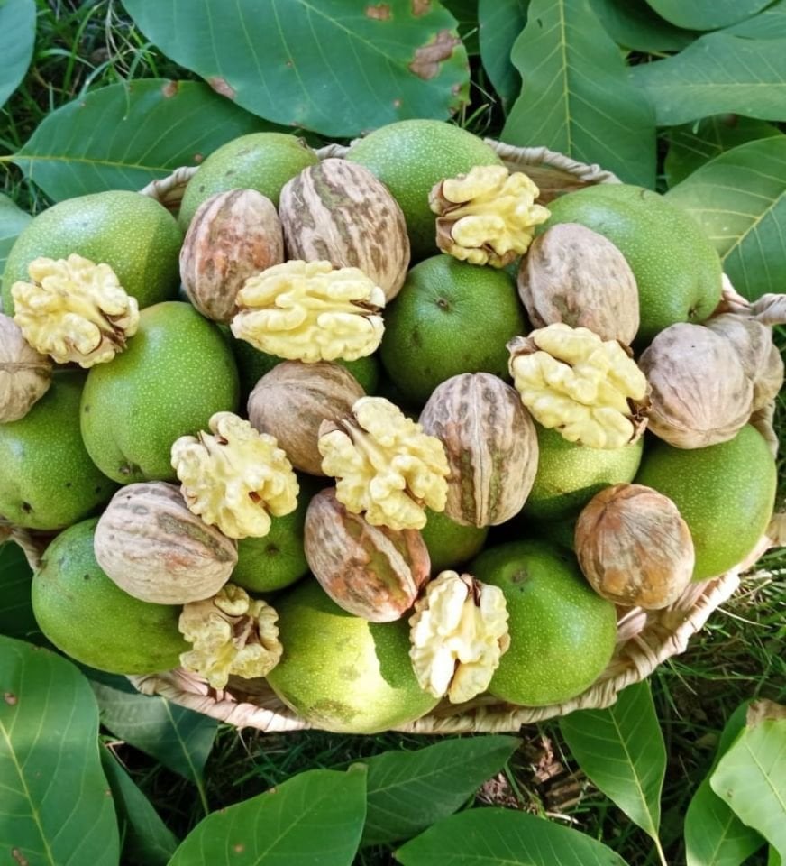 1 kg Taze Süt Ceviz