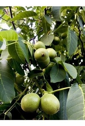 Kabuklu Kuru Ceviz (1 kg)
