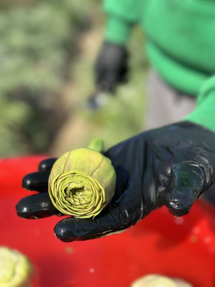 Taze Günlük Soyulmuş Kalp Enginar