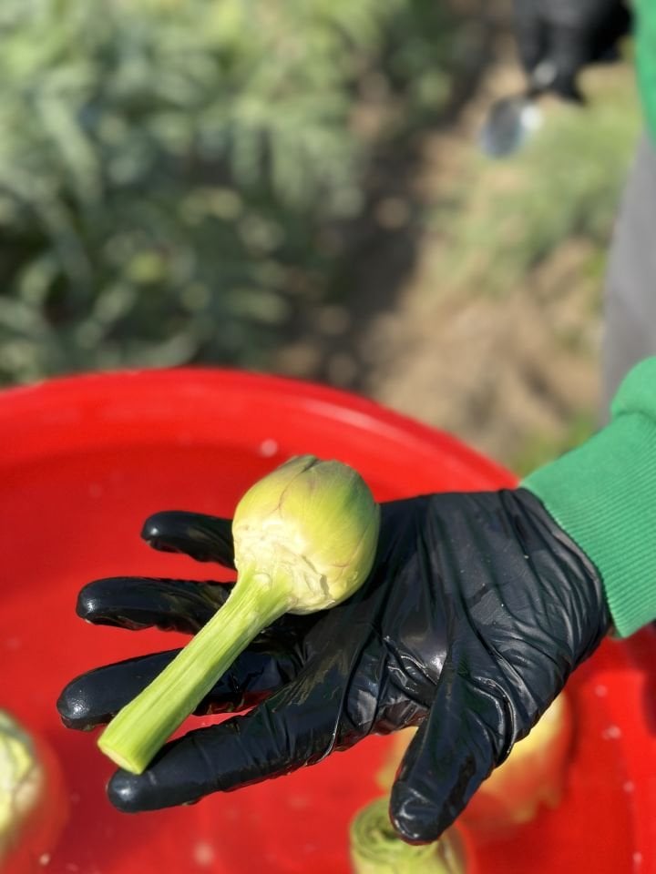 Taze Günlük Soyulmuş Kalp Enginar