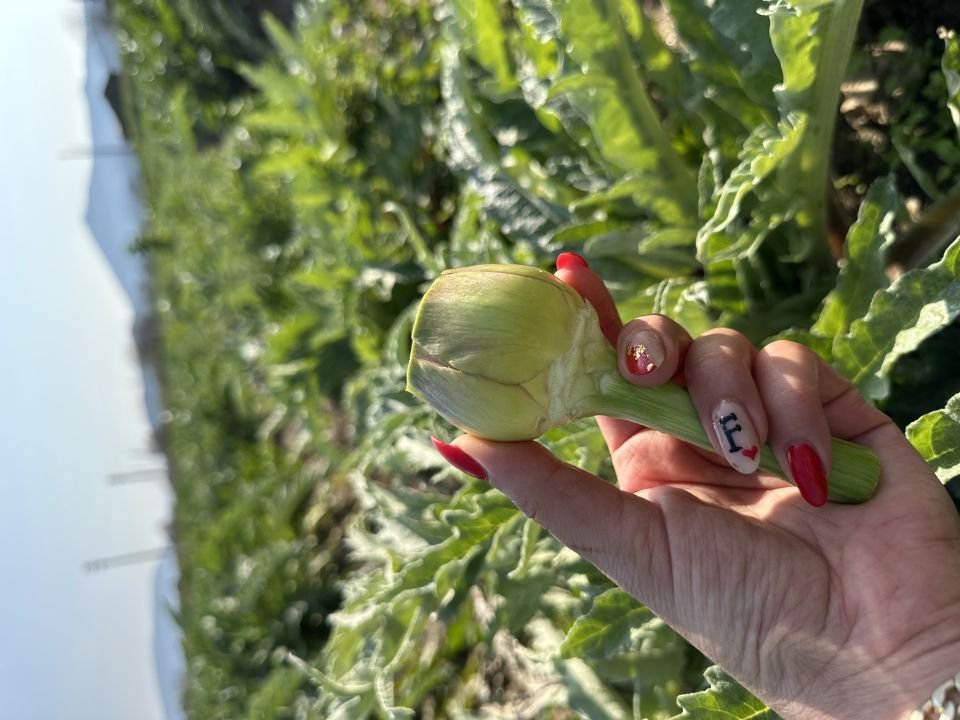 Taze Günlük Soyulmuş Kalp Enginar