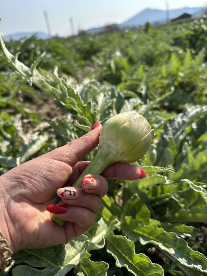 Taze Günlük Soyulmuş Kalp Enginar