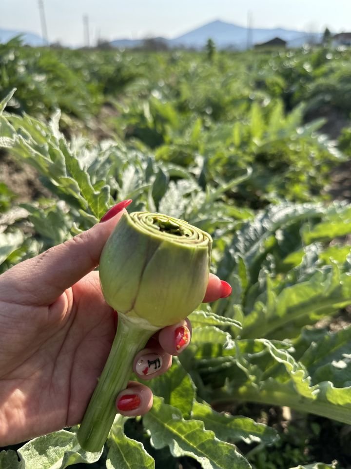 Taze Günlük Soyulmuş Kalp Enginar