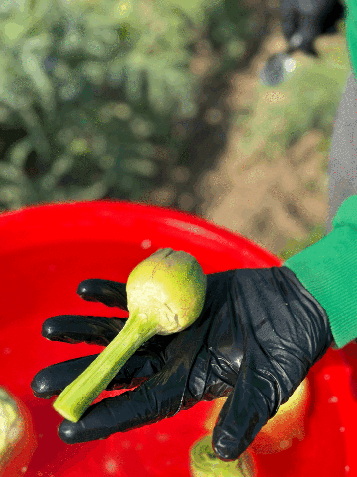 Taze Günlük Soyulmuş Kalp Enginar