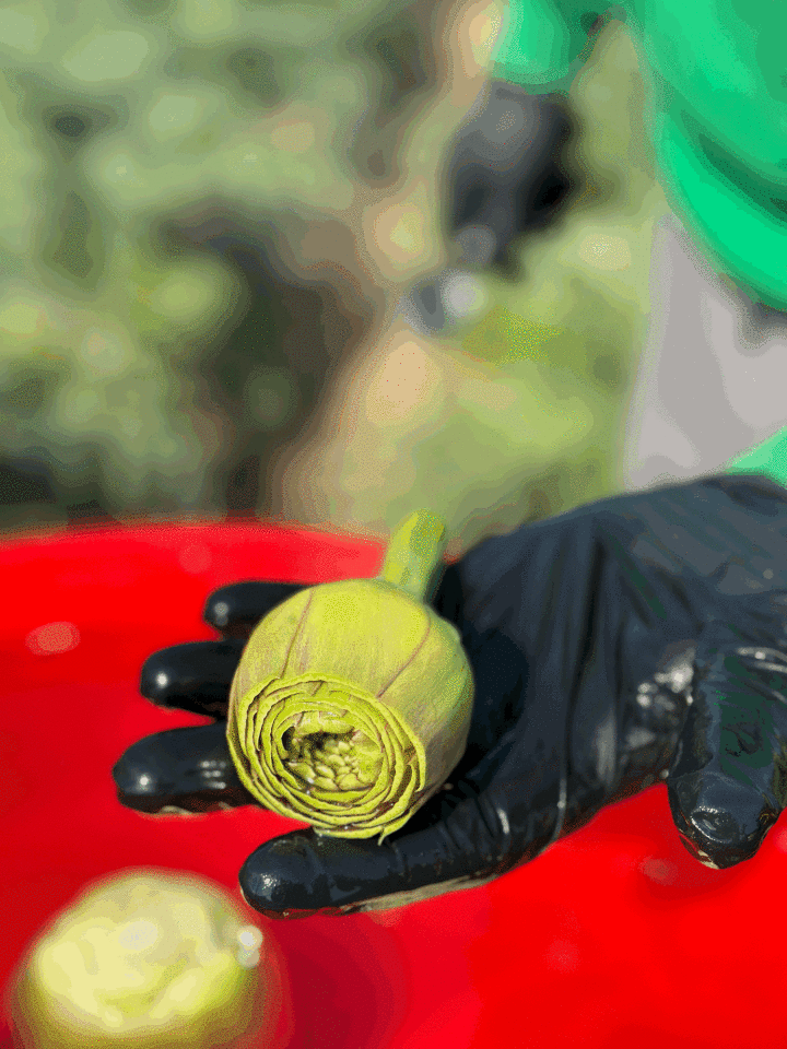 Taze Günlük Soyulmuş Kalp Enginar