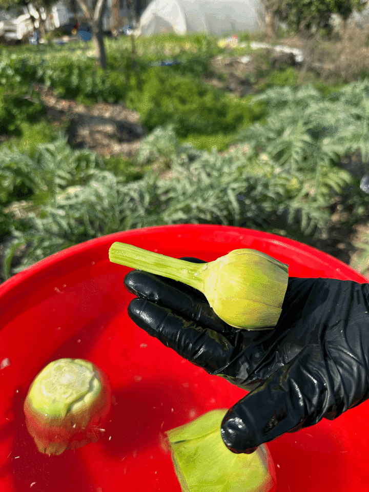 Taze Günlük Soyulmuş Kalp Enginar