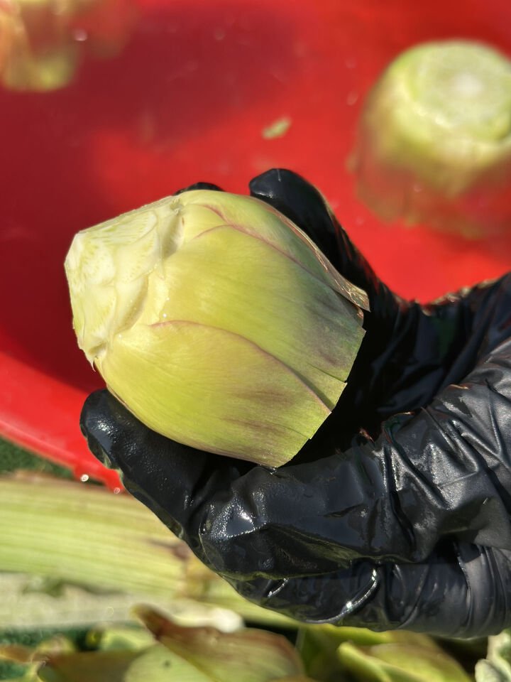 Taze ve Günlük Soyulmuş Bebek Enginar
