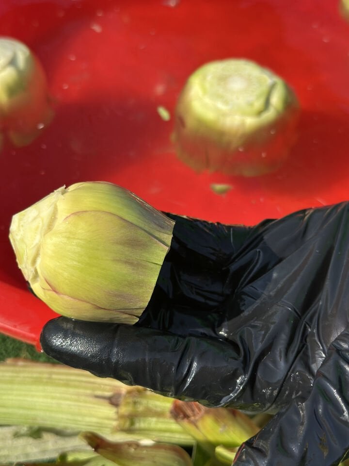 Taze ve Günlük Soyulmuş Bebek Enginar