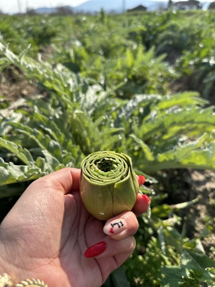 Taze ve Günlük Soyulmuş Bebek Enginar