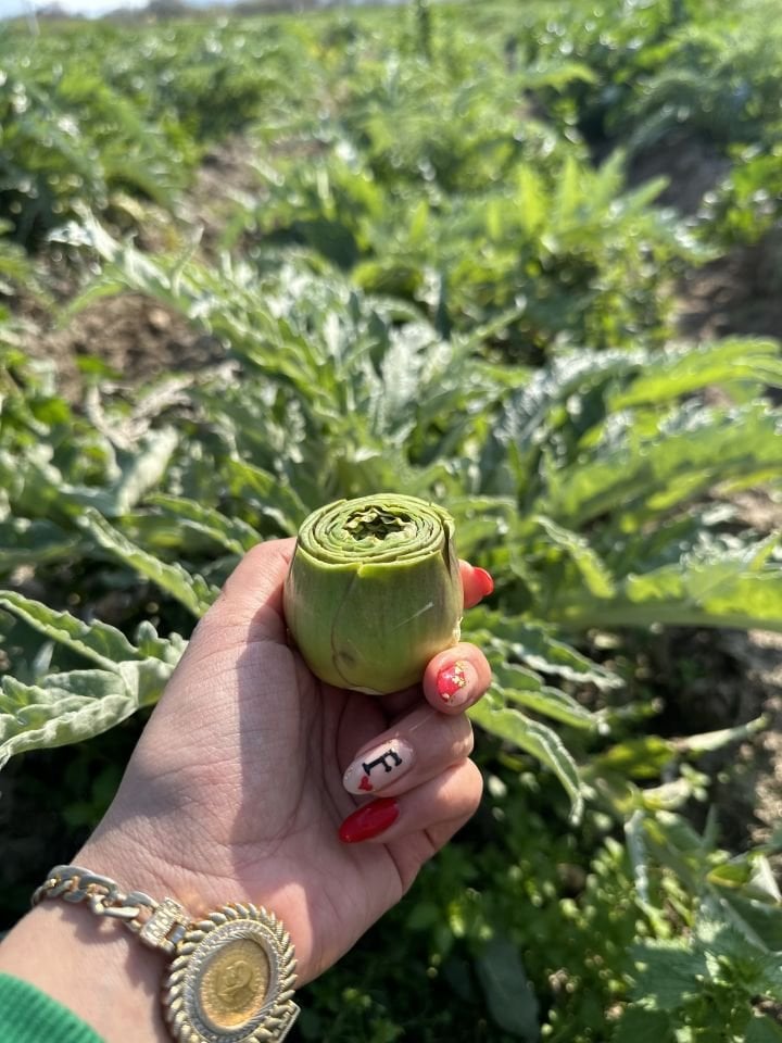 Taze ve Günlük Soyulmuş Bebek Enginar