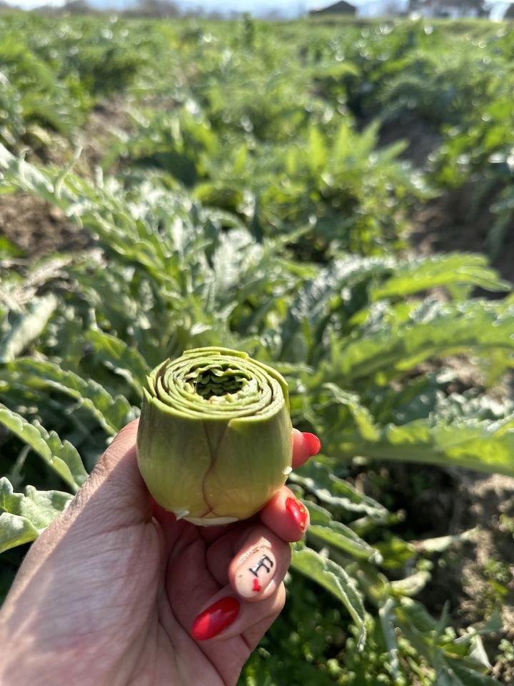 Taze ve Günlük Soyulmuş Bebek Enginar