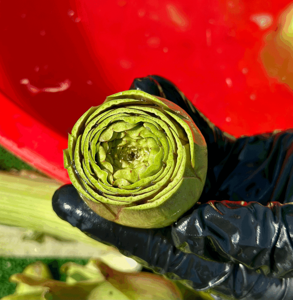 Taze ve Günlük Soyulmuş Bebek Enginar