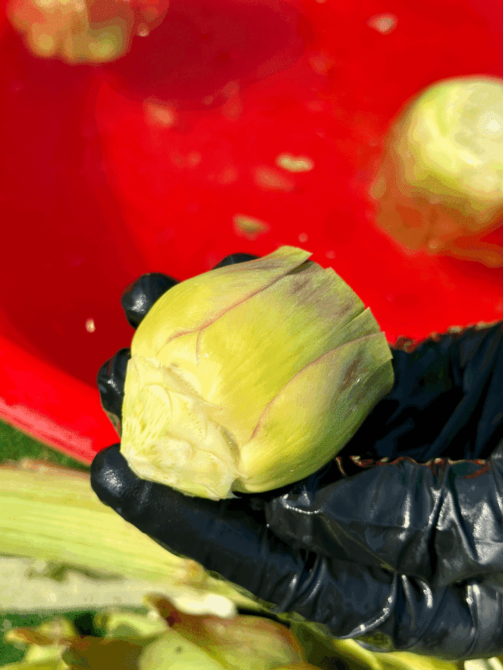 Taze ve Günlük Soyulmuş Bebek Enginar