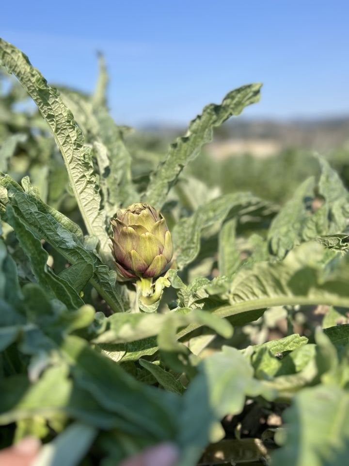 Dalından Taze Bebek Enginar