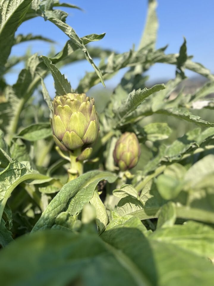 Dalından Taze Bebek Enginar