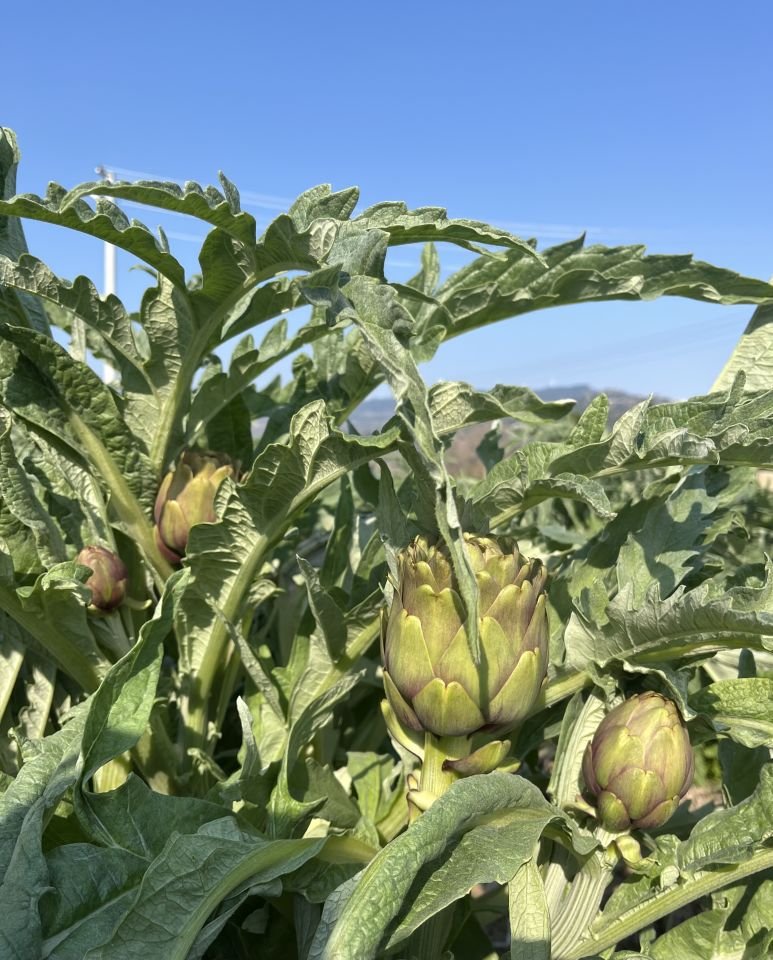 Dalından Taze Bebek Enginar