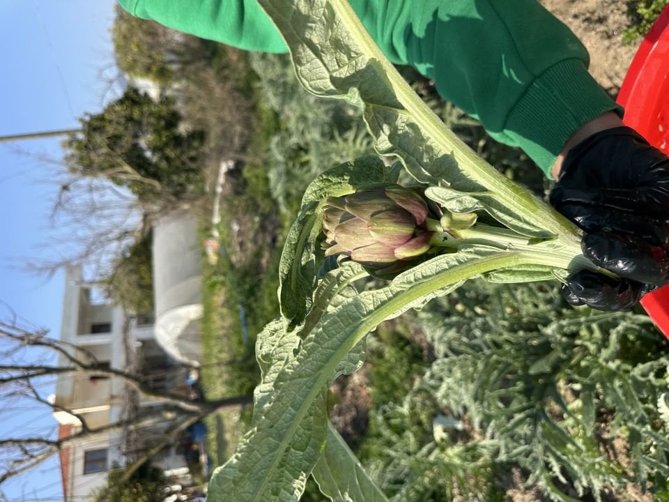 Dalından Taze Bebek Enginar