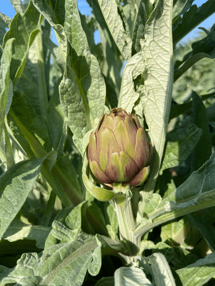 Dalından Taze Bebek Enginar