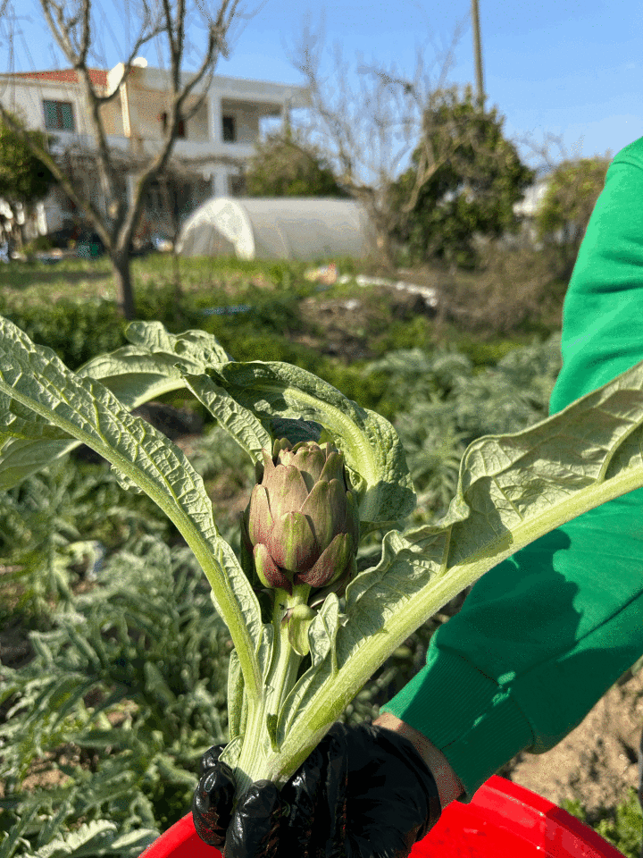 Dalından Taze Bebek Enginar