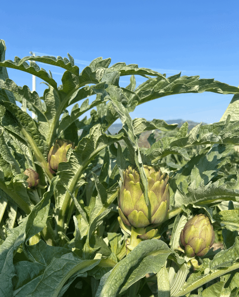Dalından Taze Bebek Enginar