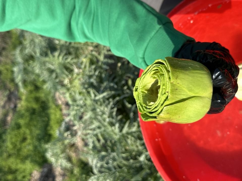 Günlük Soyulmuş Taze Dolmalık Enginar