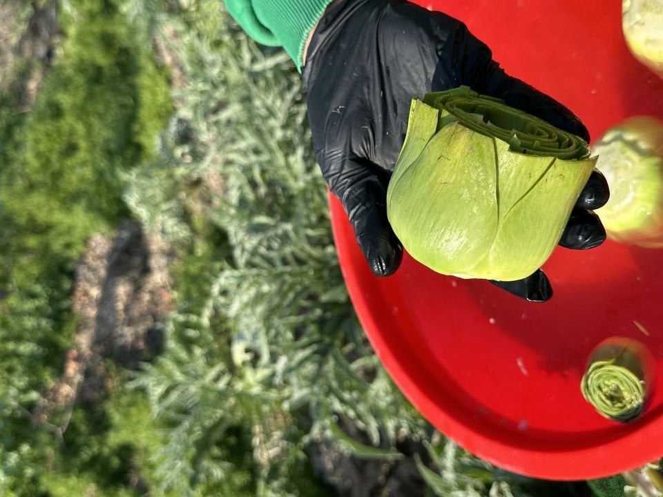 Günlük Soyulmuş Taze Dolmalık Enginar