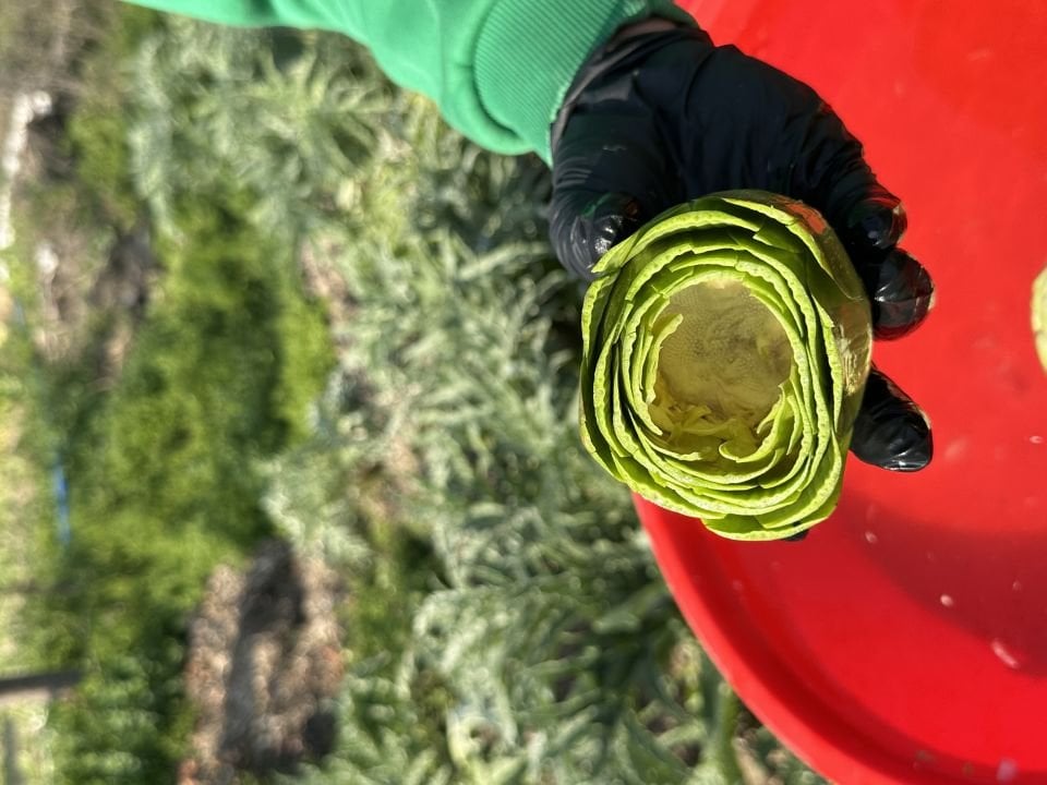 Günlük Soyulmuş Taze Dolmalık Enginar