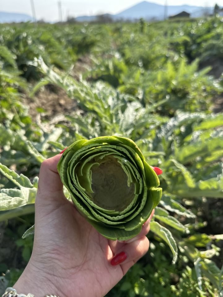 Günlük Soyulmuş Taze Dolmalık Enginar