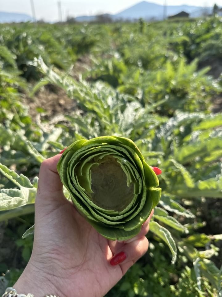 Günlük Soyulmuş Taze Dolmalık Enginar