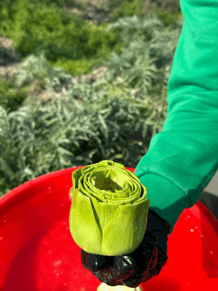 Günlük Soyulmuş Taze Dolmalık Enginar