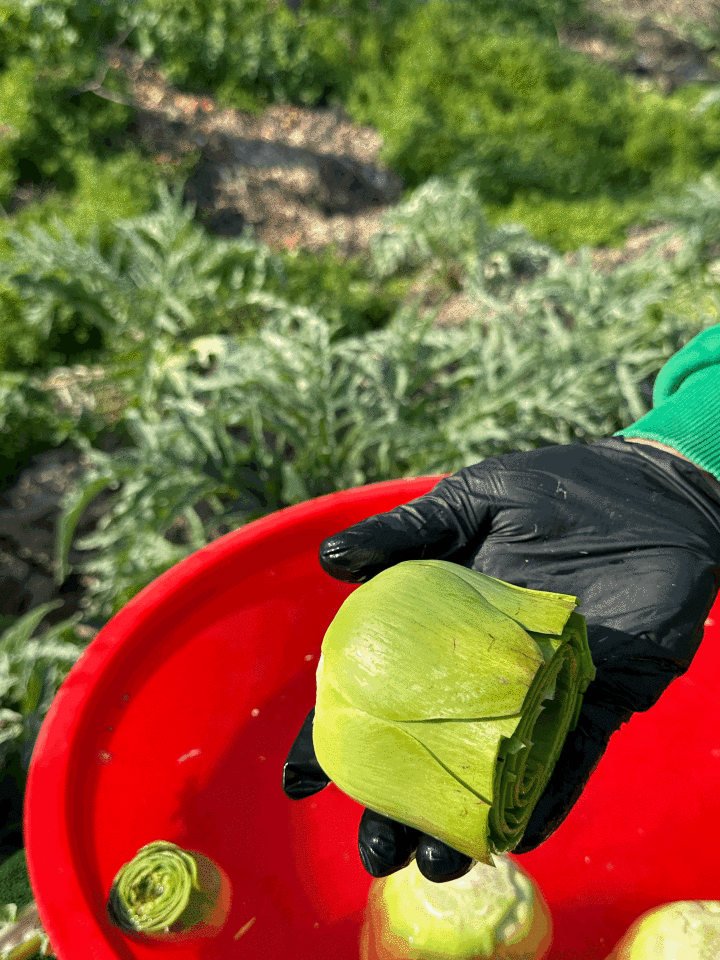 Günlük Soyulmuş Taze Dolmalık Enginar