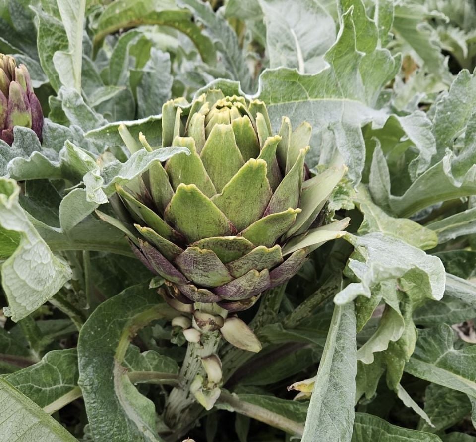 Dalından Taze Çanak Enginar