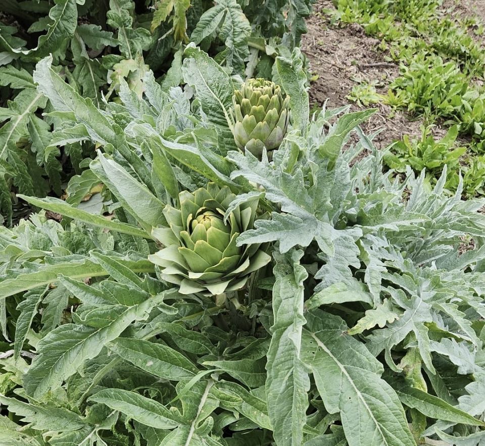 Dalından Taze Çanak Enginar